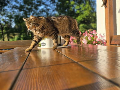 Bild 46 aus  Willkommen bei Familie Gutmann  auf dem Itzenwaldhof