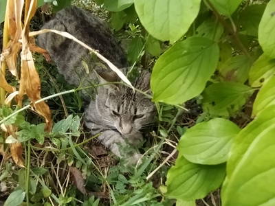 Hofkatze Tiger im Lieblingsversteck