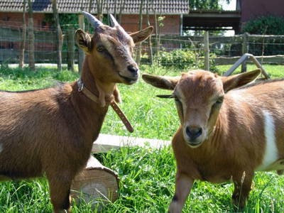 Bild 8 aus  Ferienhof Gellert