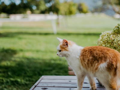 Bild 22 aus  Bauernhofurlaub  Sinnhubgut