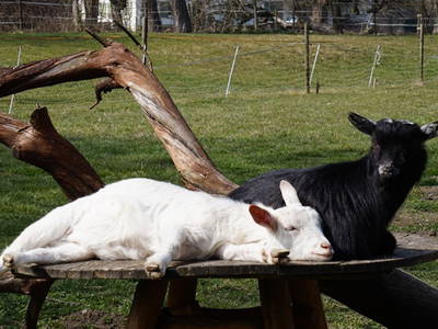 Bild 14 aus  Hubertushof Steidle