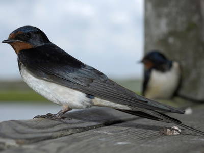 Bild 22 aus  Schwalbenhof