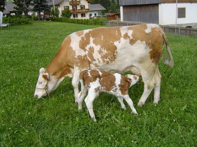 Bild 4 aus  Landhof - Familie Mairhofer