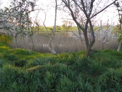 Bild 25 aus  Ferienhaus Gut Rattelvitz-INSEL RÜGEN