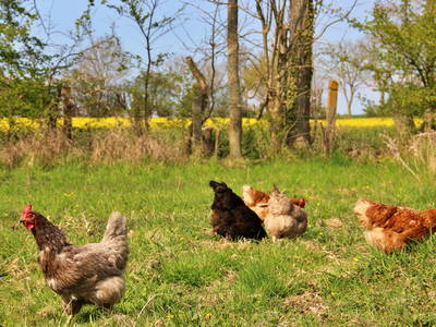 Bild 23 aus  Meeresblick Kleingarn Fehmarn