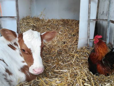 Bild 17 aus  Ferienhof Nissen