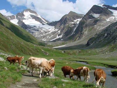 Bild 52 aus  Pirchnerhof