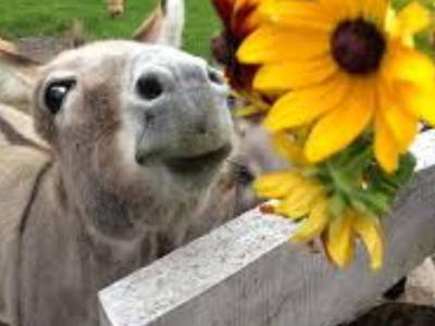 Bild 14 aus  Ostsee Ferienhof Kluvetasch