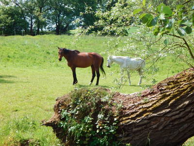 Bild 17 aus  Reiter- und Ferienhof Redder