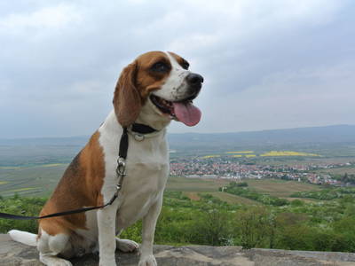 Unser "Wachhund" Luna am Ausblick "Friedenskreuz"