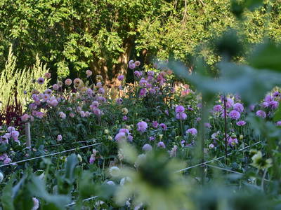 Bild 10 aus  An Den Wiesen - Gasthaus am Finowkanal