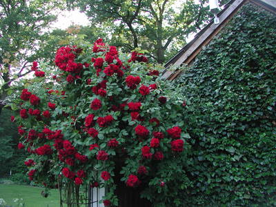 Bild 7 aus  Hof Höpen