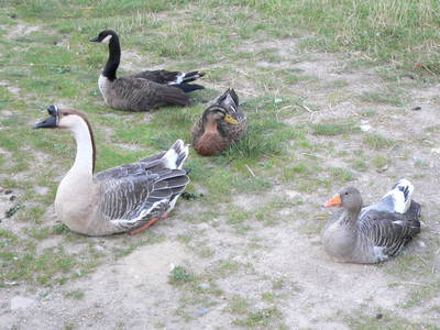 Bild 22 aus  Grenzer Ökohof