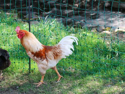 Bild 5 aus  Landhof-Schmid