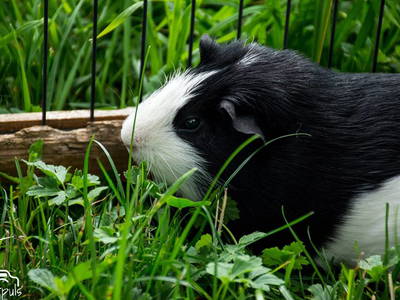 Bild 7 aus  Beim Schmied