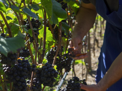 Bild 9 aus  WEINGUT & APARTMENTS WEI TGRUBER    CIN:  IT021051B4HVROK894