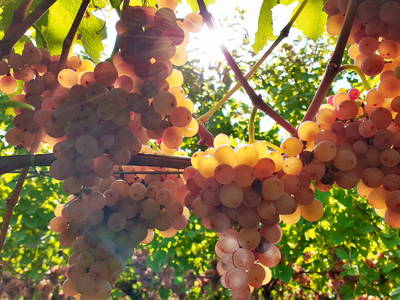 Bild 13 aus  Rebhof Kurtatsch