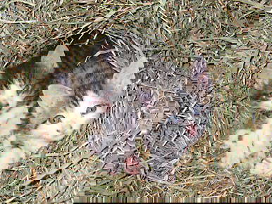 Bild 12 aus  Rotenhof - ein Hof mit Weitblick