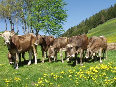 Bild 28 aus  Oberpiskoihof, Auszeit in den Südtiroler Dolomiten