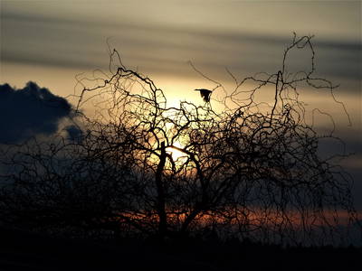 Bild 10 aus  Holzhäusl am Nationalpark
