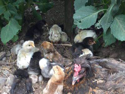 Bild 11 aus  Kirschhof am Bodensee