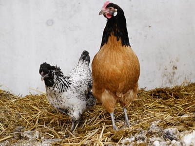 Bild 64 aus  Haus Bergquell mit Pferdestall