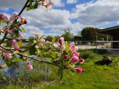 Bild 9 aus  Ferienwohnungen Sund