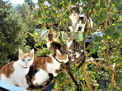 Bild 20 aus  Ferienbauernhof    "Pension Landhof "