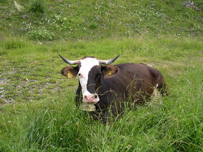 Bild 10 aus  Ferienhaus Am Dorfgarten