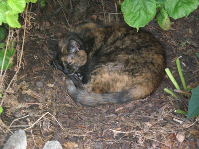 Bild 24 aus  Urlaubs - Weingut Kriegl