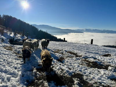 Bild 48 aus Spitalalm