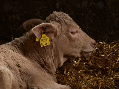 Bild 42 aus  Ferienwohnung Feistritzer Holdernig