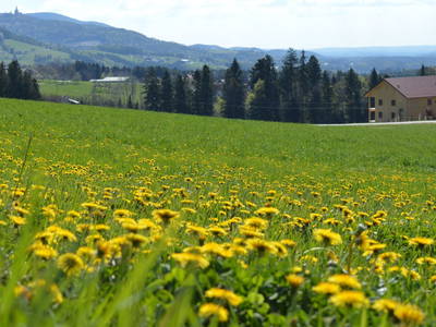 Bild 13 aus  Pircherhof - Adults Only am Biobauernhof