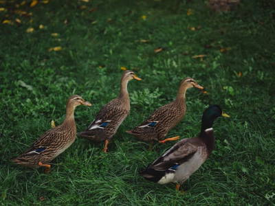 Bild 23 aus  Biohofgut Laschalt