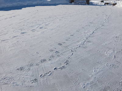 Bild 126 aus  Nußbaumer