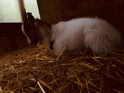 Bild 196 aus  Rafting Camp Palfau