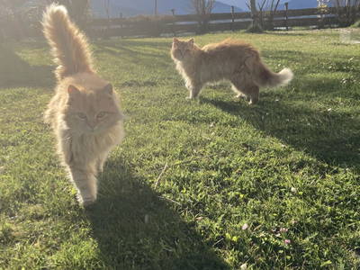 Bild 148 aus  Apartment "Kalbschädl"