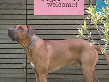 Bild 4 aus  Künstlerzimmer