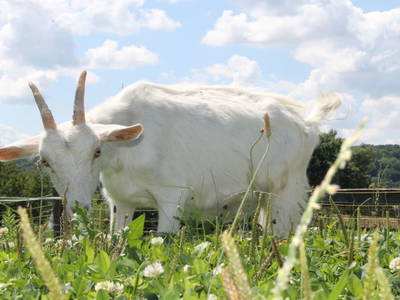 Bild 130 aus  Bio Bauernhof Landhaus Bender Ferienhaus Kellerstöckl