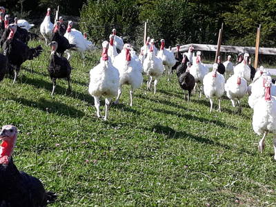 Bild 76 aus  Bauernhaus Gschwandner