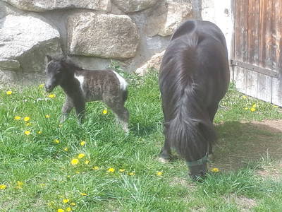 Bild 73 aus  Weißsteinalm
