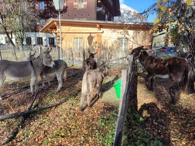 Bild 142 aus  Schlosswirt Chalets