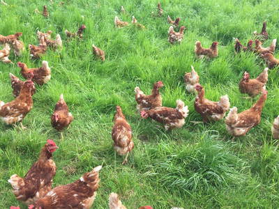 Bild 42 aus  Wastlbauer 