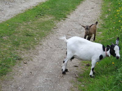 Bild 107 aus  Pieber-Staberhof