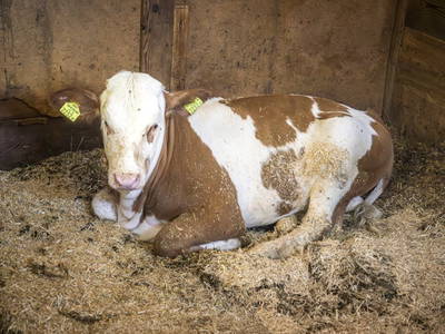 Bild 52 aus  Windischlehen