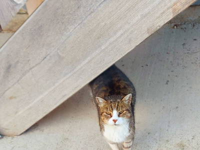 Bild 24 aus  Chalet Troadkasten - Biohof Kreilgut