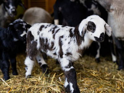 Bild 37 aus  Biohof Mathies