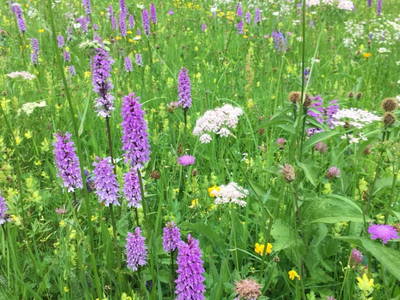 Bild 19 aus  Almhaus Gensbach