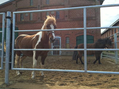 Bild 21 aus  Ferienhof Marquardt