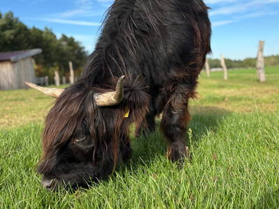 Bild 5 aus  Ferienhof Wegmann